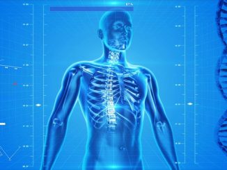 health human skeleton